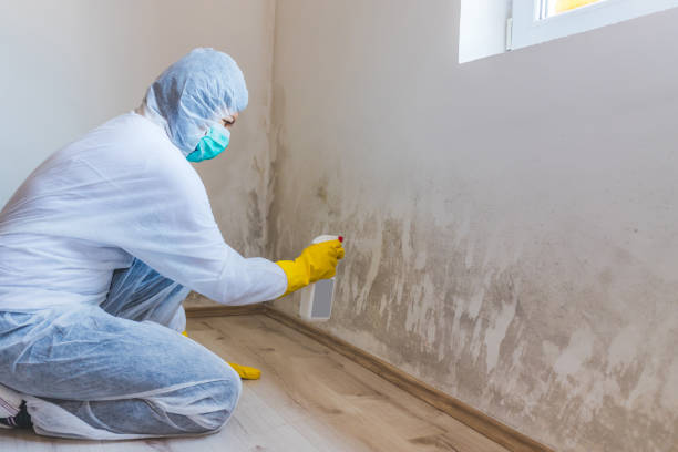 Best Mold Remediation for Healthcare Facilities  in Ddleville, MI